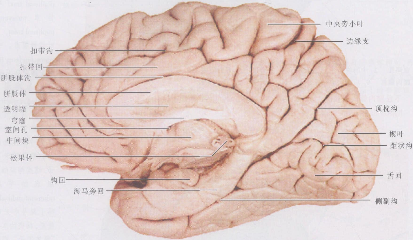 人体大脑脑髓图片-欧莱凯设计网